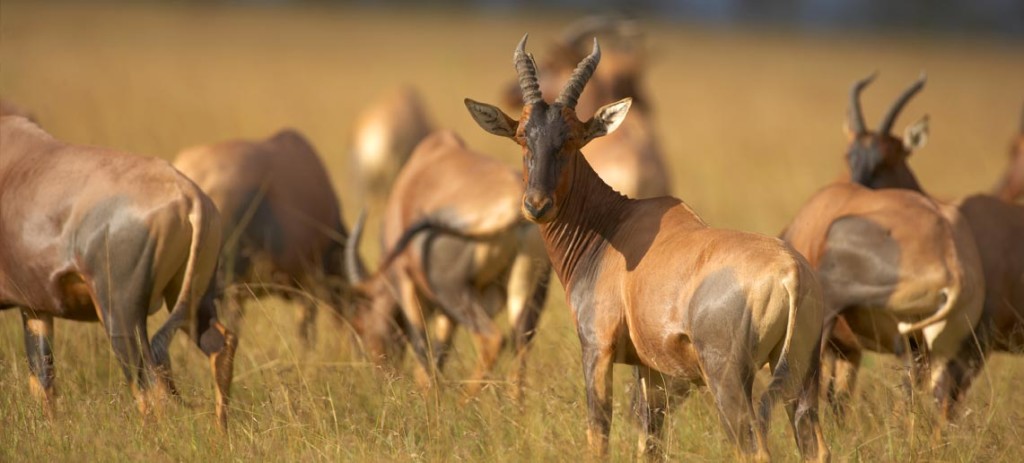 serengeti-lodge-gallery-6