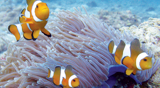 BZ_Escape_Diving_2