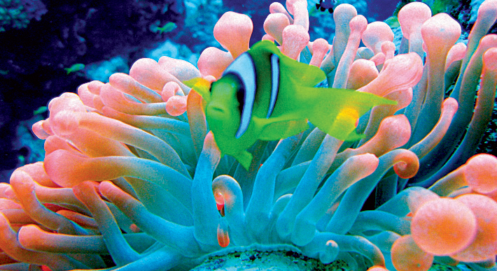 BZ_Escape_Diving_4