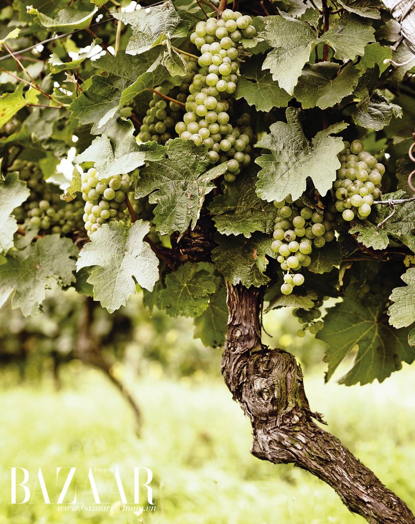 Dòng nho Riesling