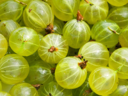 cong dung cua amla 01