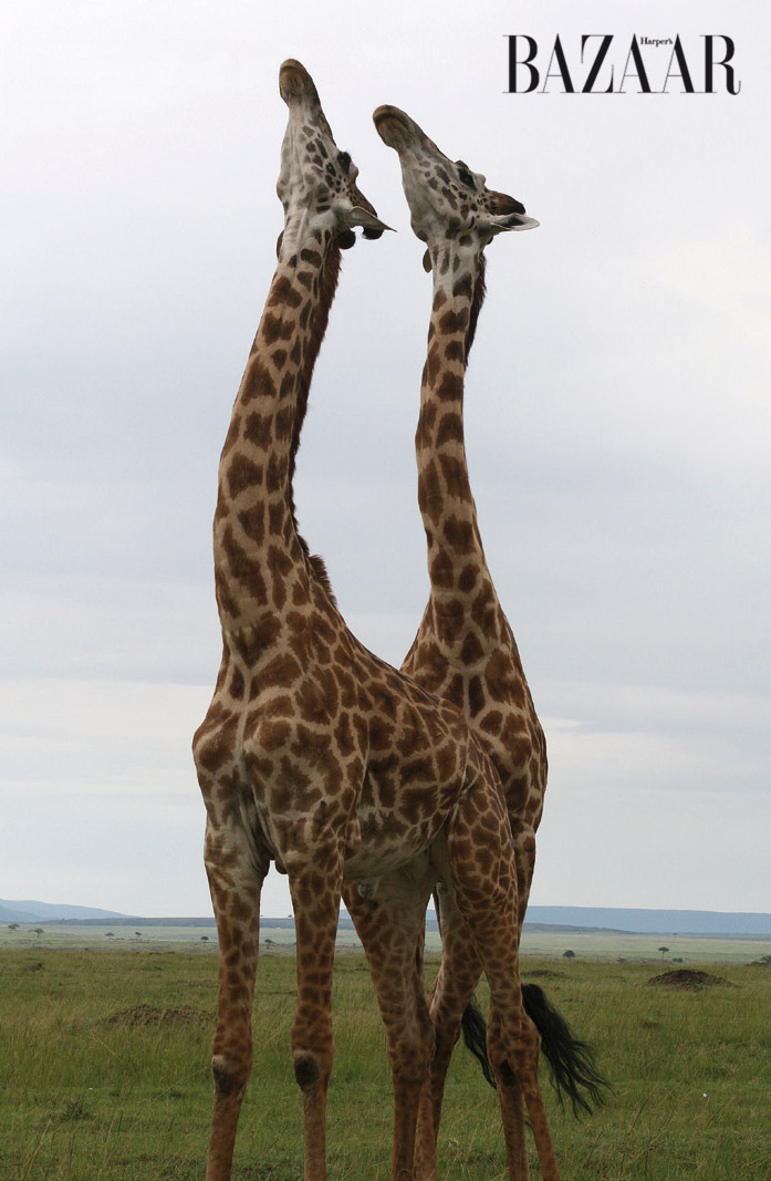 masai-mara-4