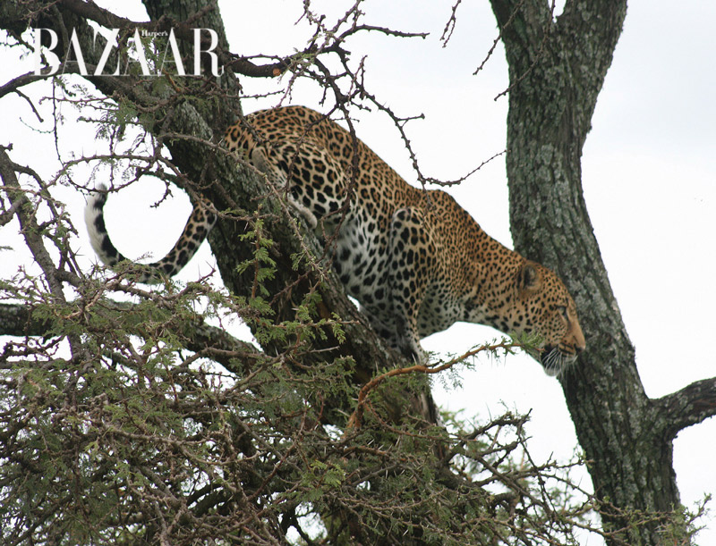 masai-mara-9