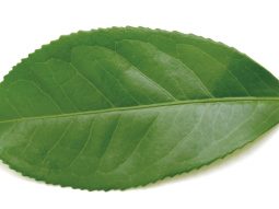 lam-dep-tu-green-tea