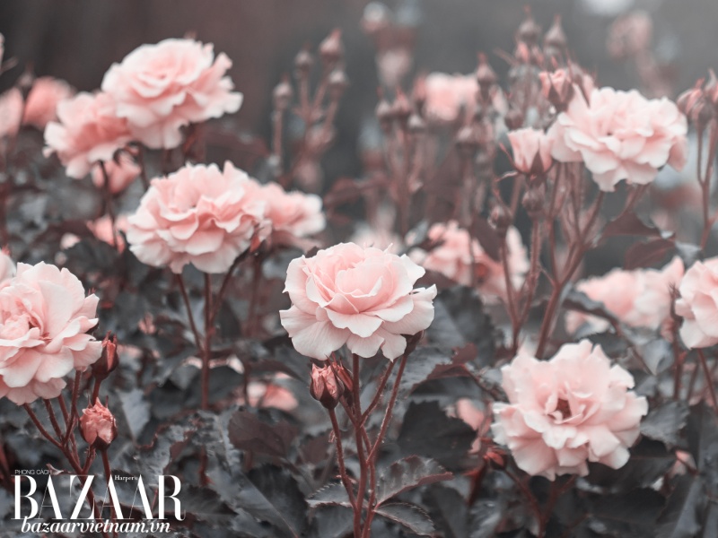 Lotion de Rose