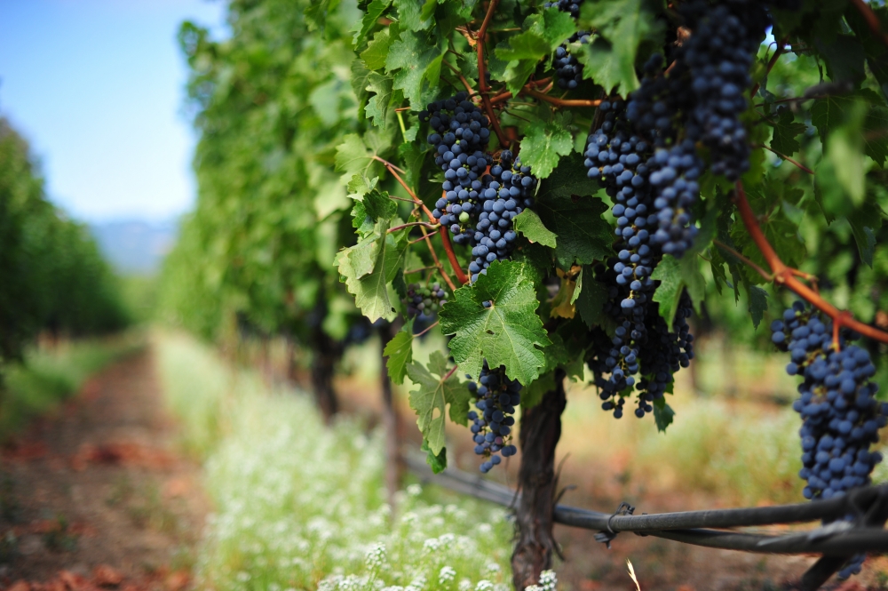 Nho Cabernet Sauvignon. Ảnh: Leslie Sophia Lindell