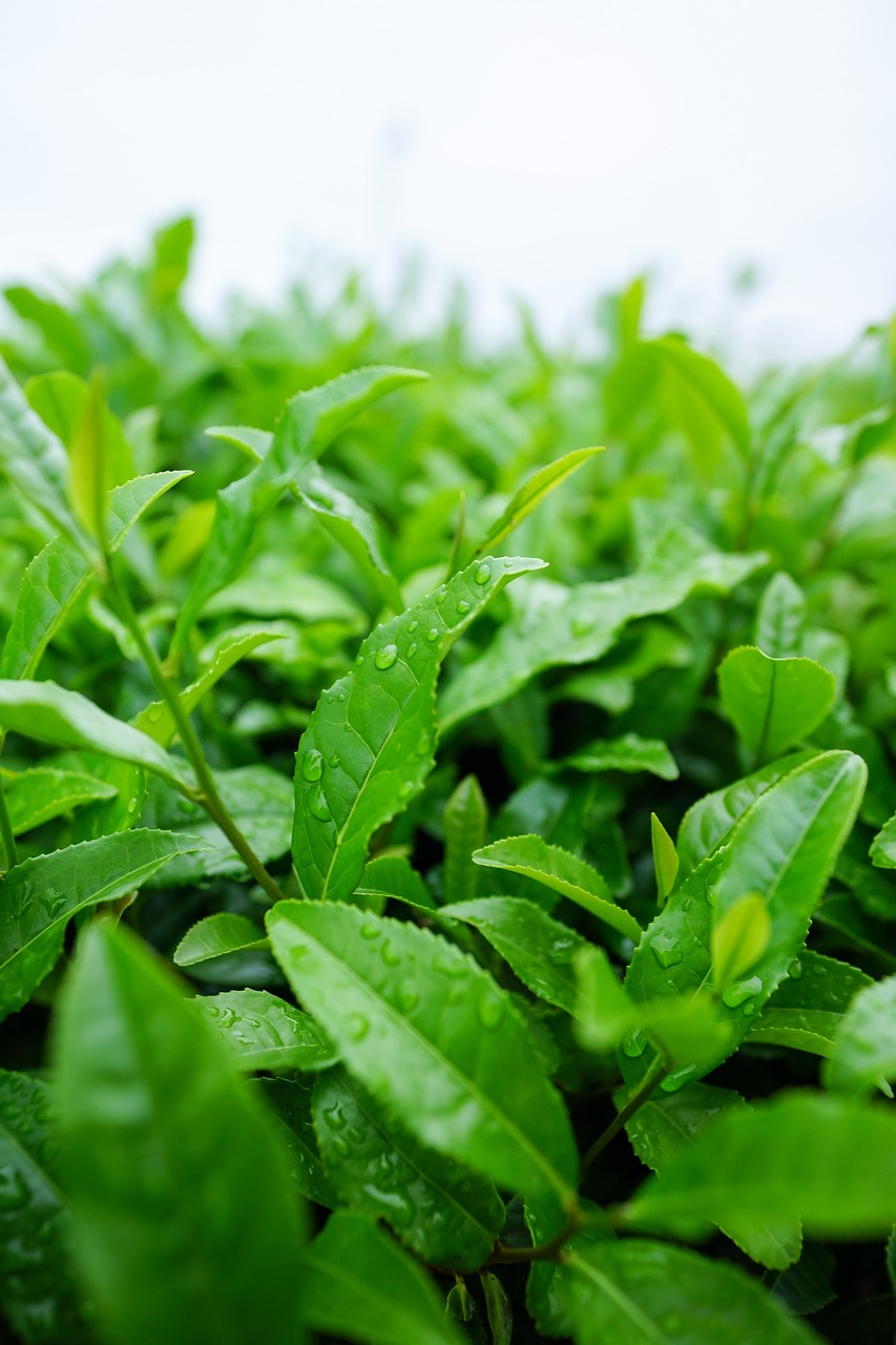 trà matcha có xuất xứ từ cây Camellia sinensis
