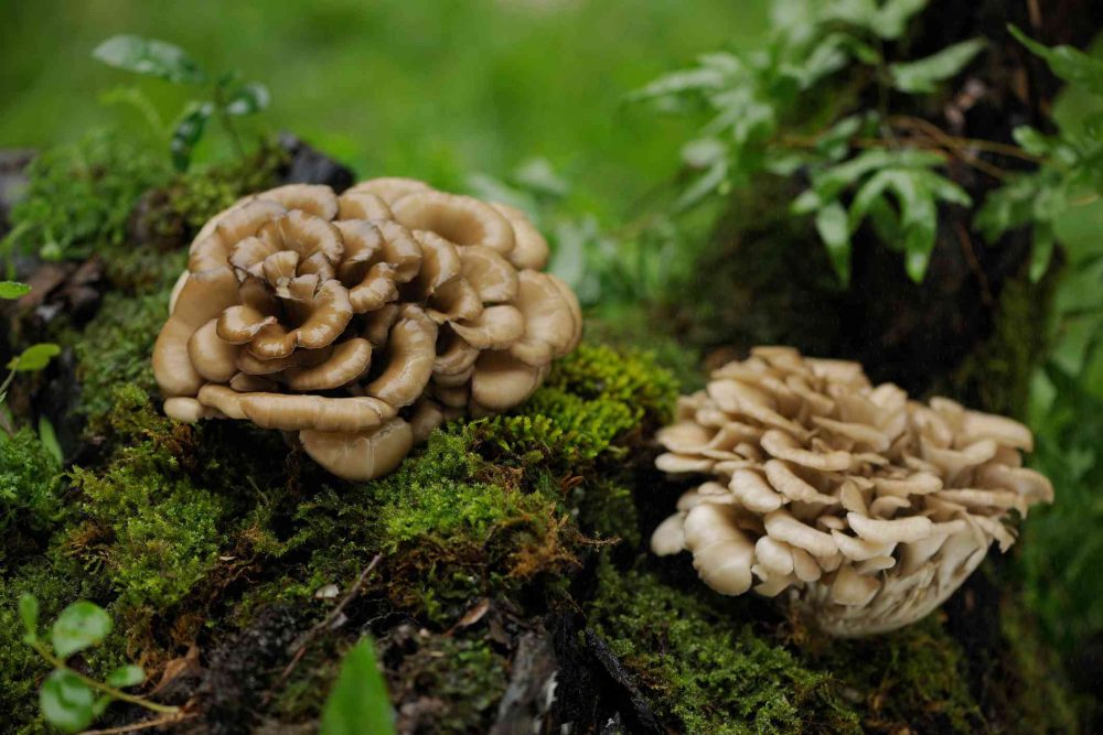 công dụng của nấm khiêu vũ (maitake mushroom)