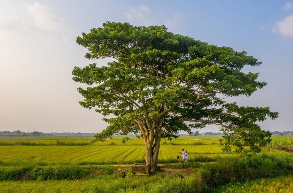 Cây "Mắt Biếc"