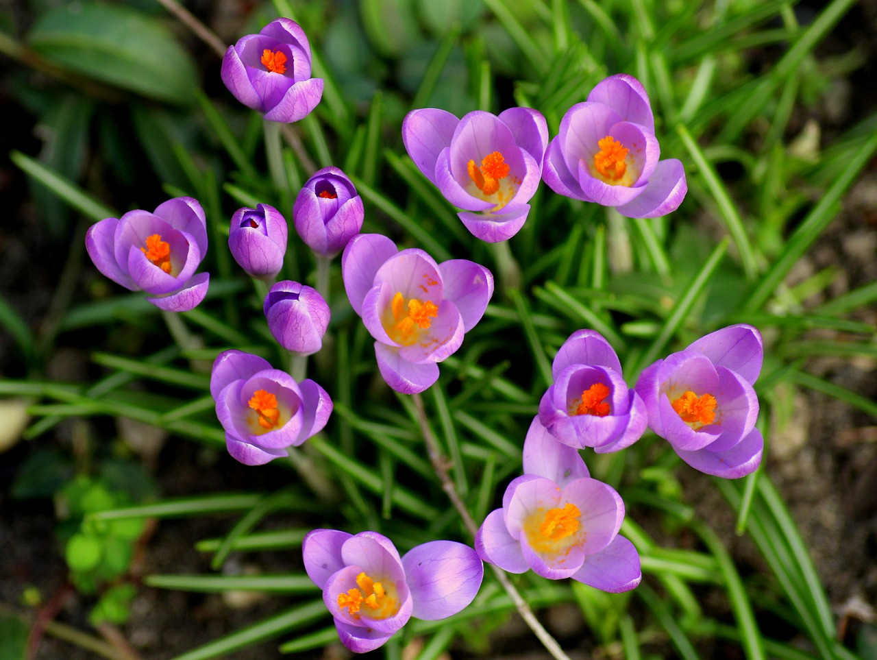 saffron cải thiện tâm trạng