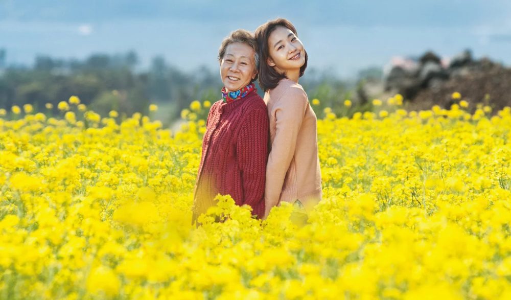Hoa cải vàng - Canola (2016)