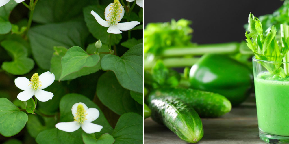 Nước ép rau diếp cá dưa chuột