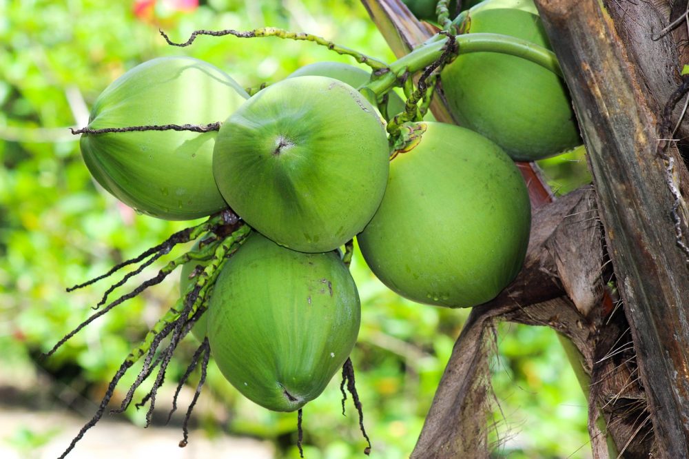 Giá trị dinh dưỡng của nước dừa