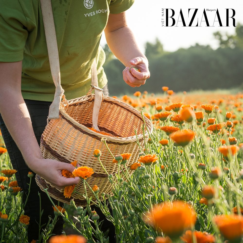 BZ-Yves-Rocher_5
