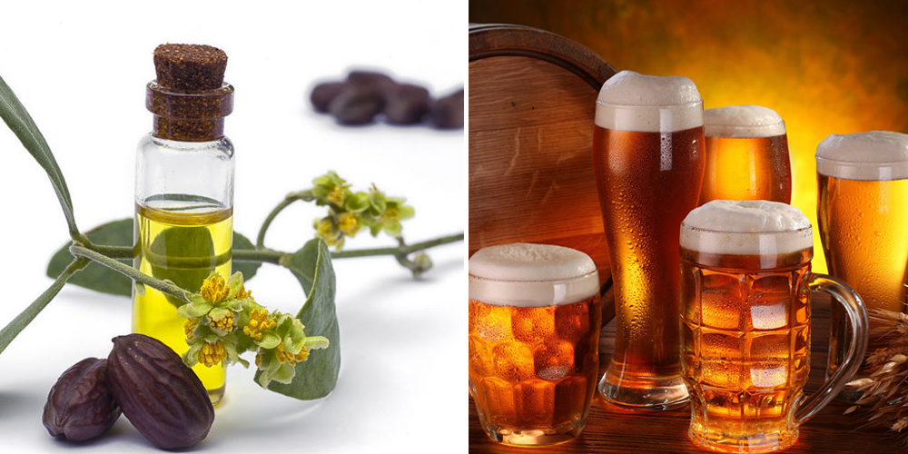 Ủ tóc bằng bia và dầu jojoba đúng cách