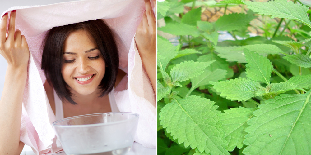 Lá kinh giới trị mụn