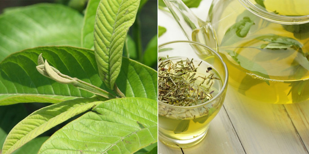 Uống lá ổi giảm cân cùng trà xanh