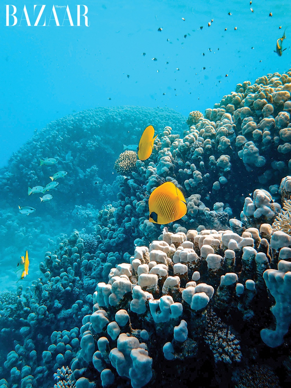 BZ_06_22_BEAUTY_REEF_SAFE_SUNSCREEN_francesco-ungaro-VRGJDKYUrK