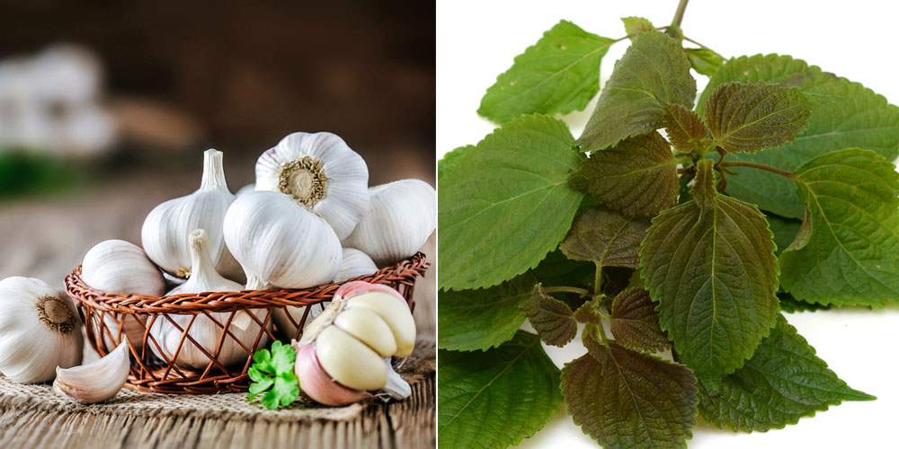 Đắp mặt nạ lá tía tô và tỏi để điều trị tàn nhang