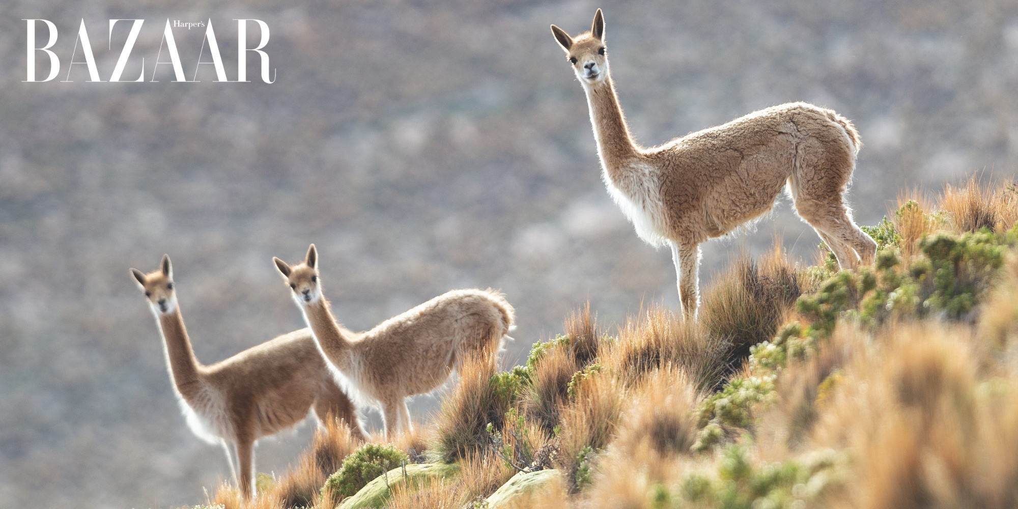 Lạc đà Vicuña chỉ sinh sống ở dãy Andes, Nam Mỹ. Ảnh: Shutterstock