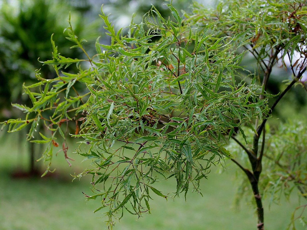 Uống nước lá đinh lăng hàng ngày có tốt không?