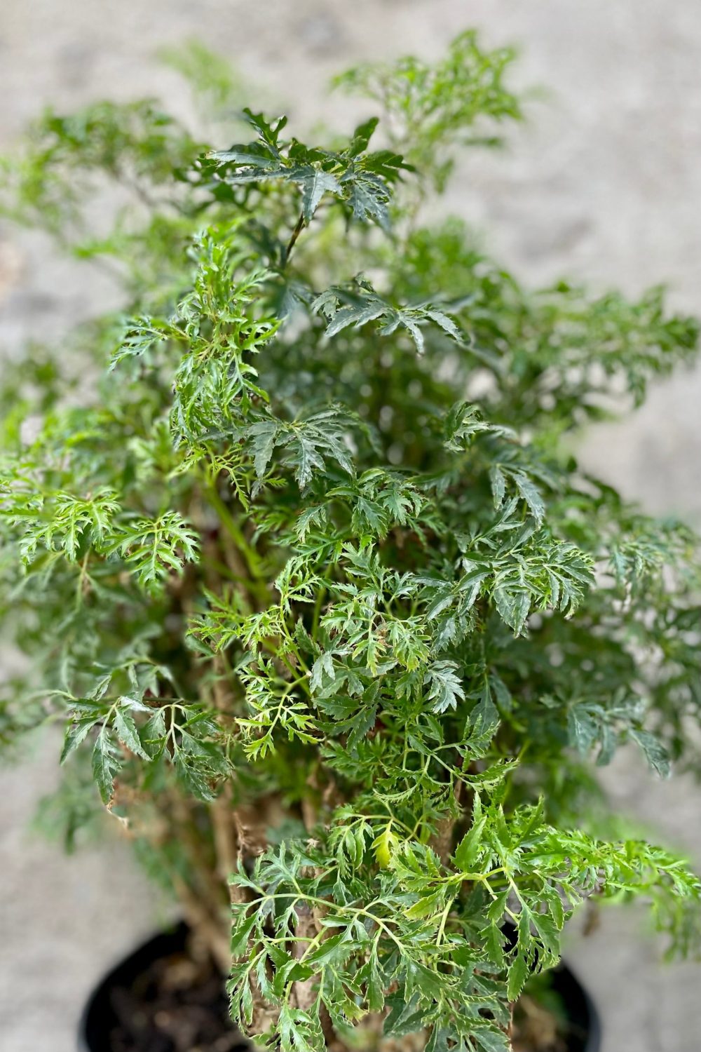 Những lưu ý khi sử dụng cây đinh lăng