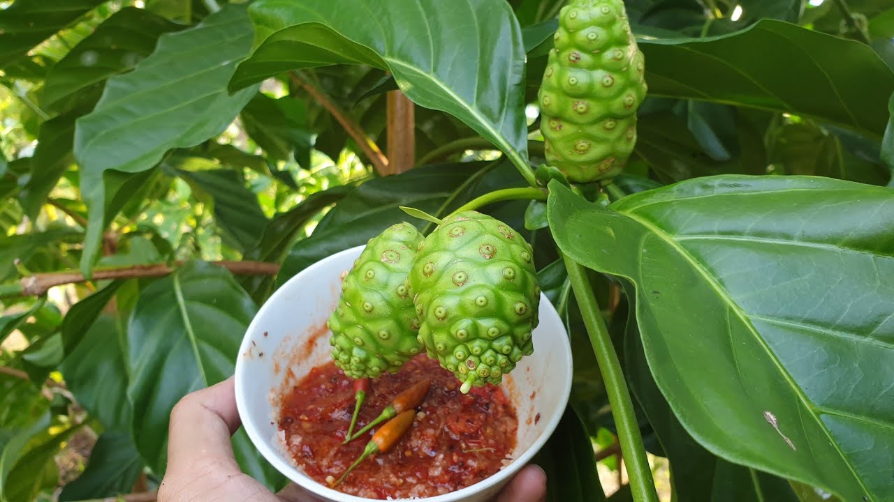 Tác hại của trái nhàu là gì