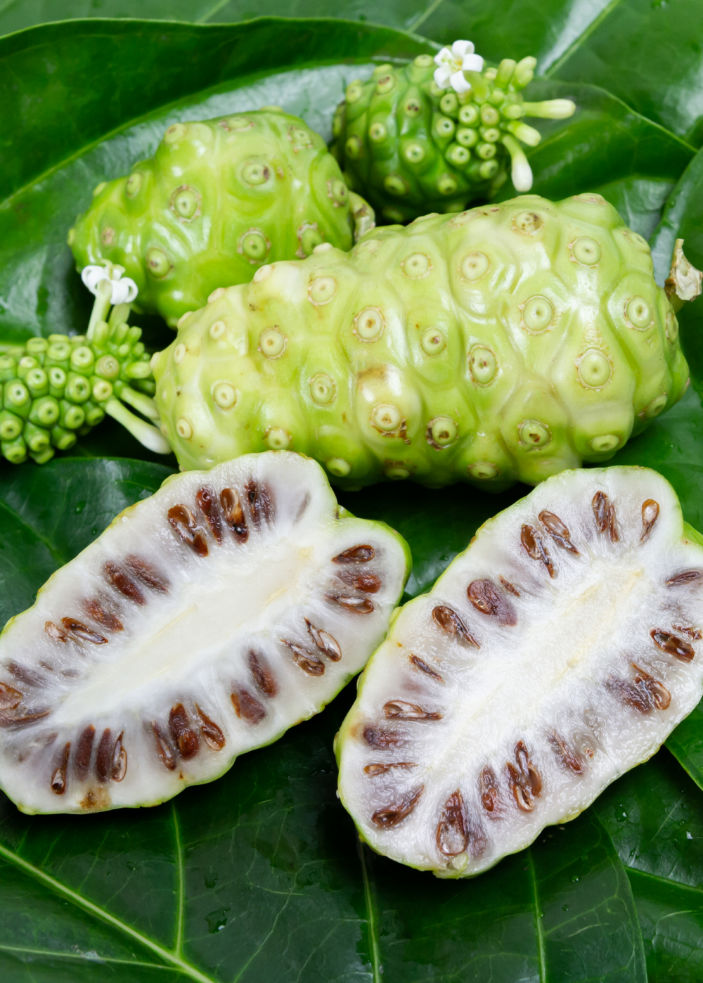 Tác dụng của trái nhàu là gì