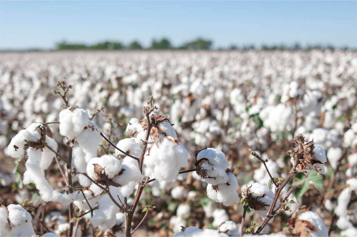 Bông gòn, nguyên liệu làm nên vải cotton.
