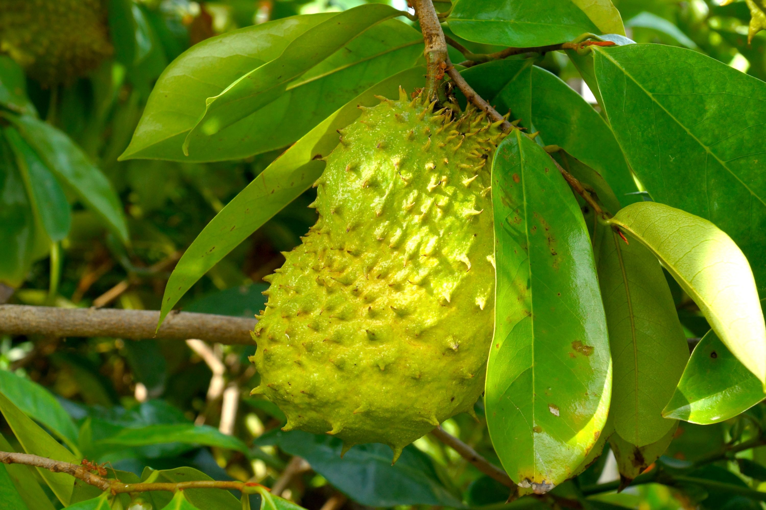 Cung cấp năng lượng cho cơ thể