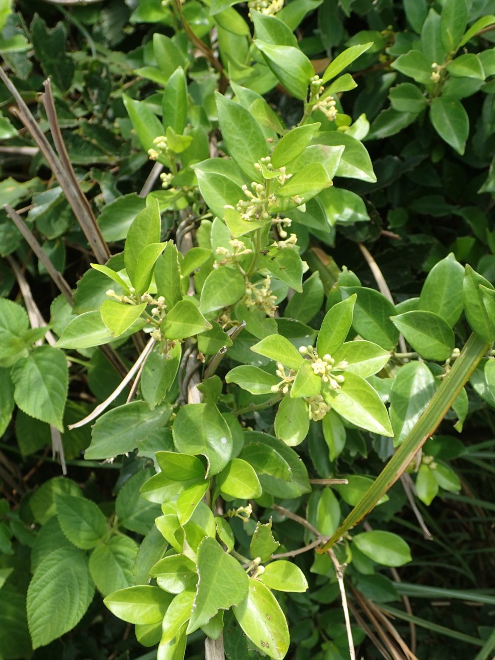 Lưu ý khi dùng dây thìa canh