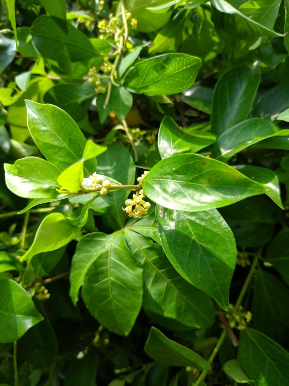 Cách sử dụng dây thìa canh