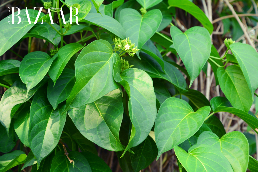 Tác dụng của dây thìa canh
