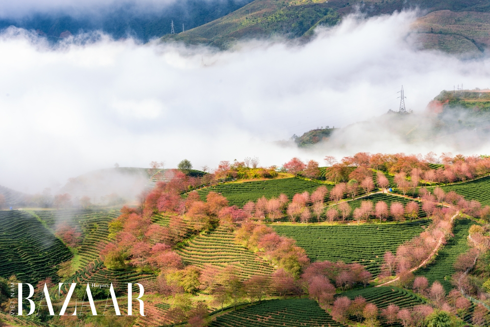 hoa anh đào sapa 