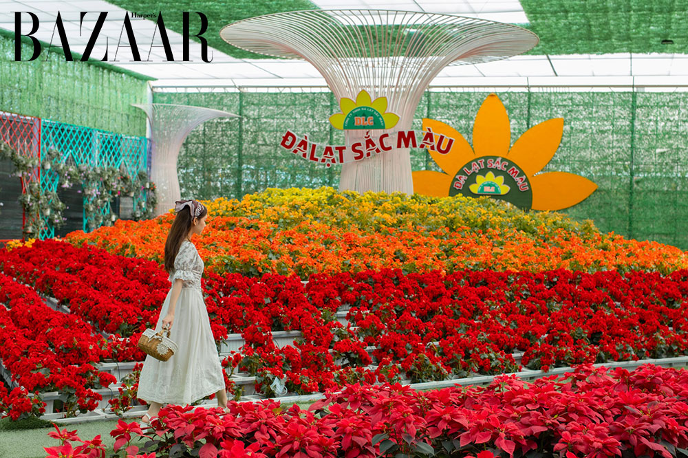 Bán kết Miss Earth, Đà Lạt