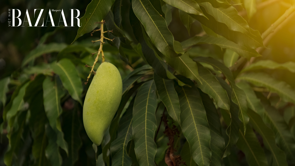 Tác hại của lá xoài là gì? Uống trà lá xoài có gây ngộ độc không?