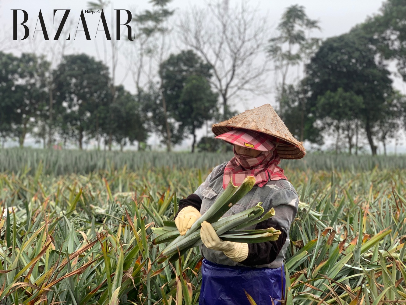 Thu hoạch lá dứa trên đồng.