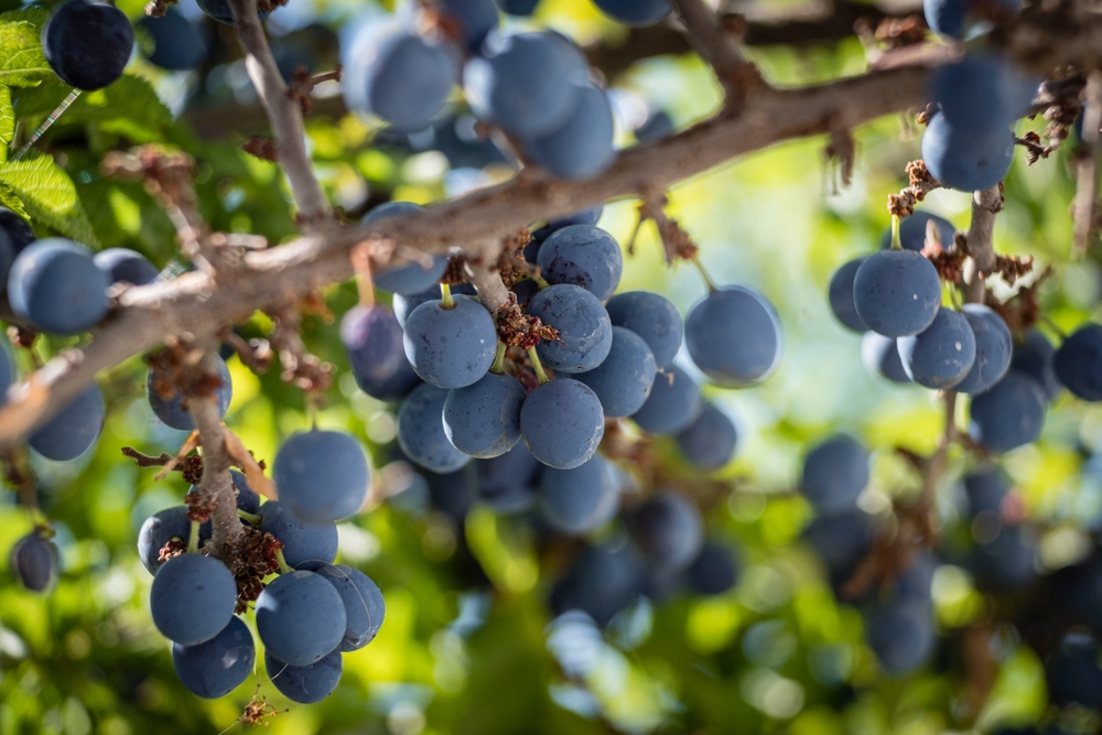 Các giống nho nổi bật ở Navarra