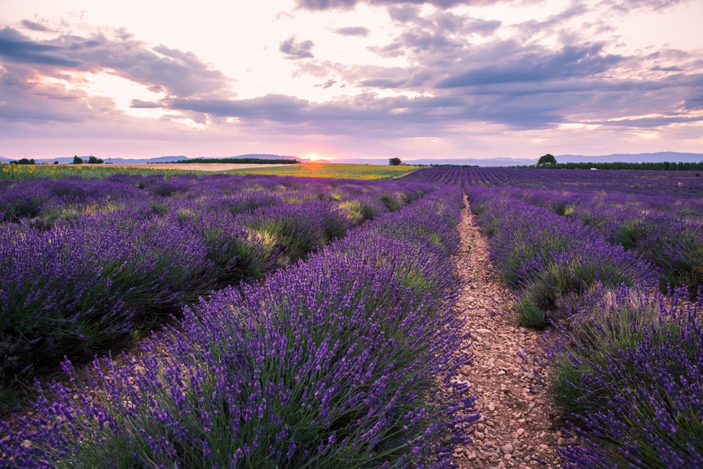 Cánh đồng hoa oải hương ở Valensole