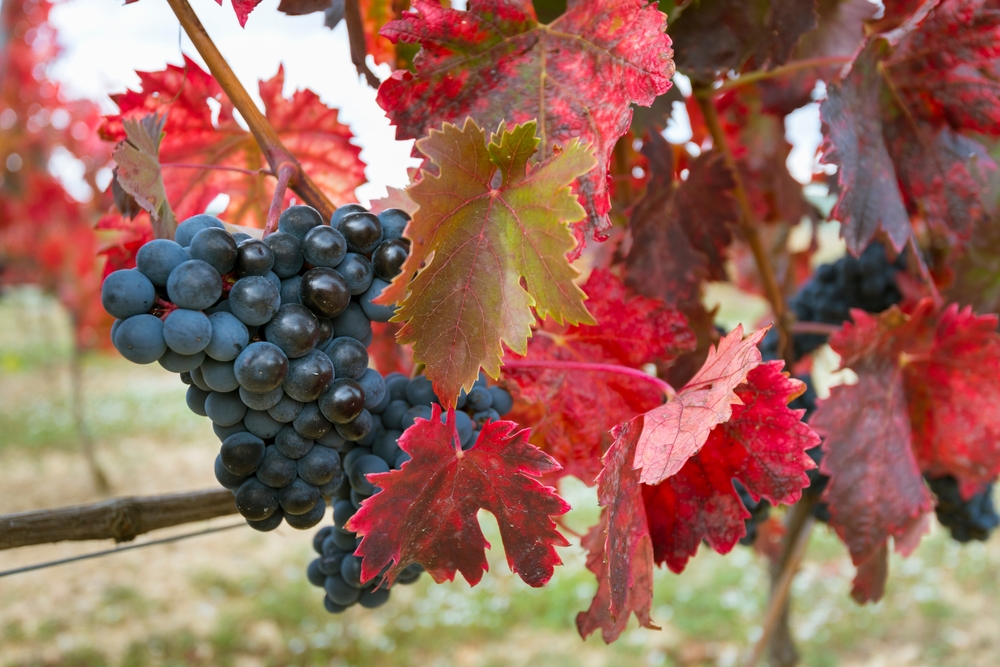 Các vùng rượu vang nổi tiếng: Rioja, Tây Ban Nha 