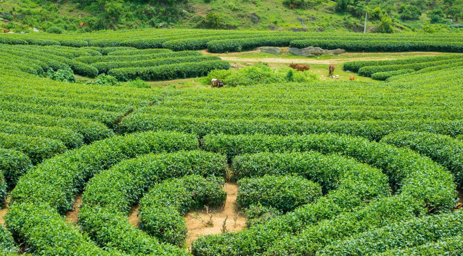 Du lịch Mộc Châu Sơn La tự túc đi đâu? Đồi chè trái tim