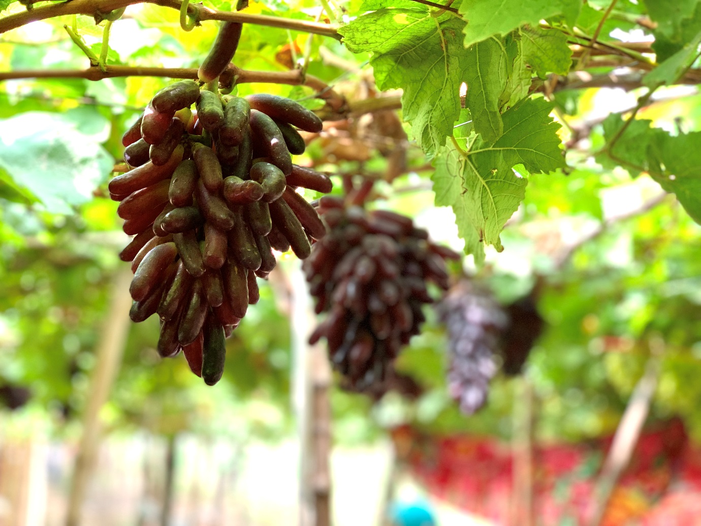 Vườn nho ngón tay đen “độc lạ”