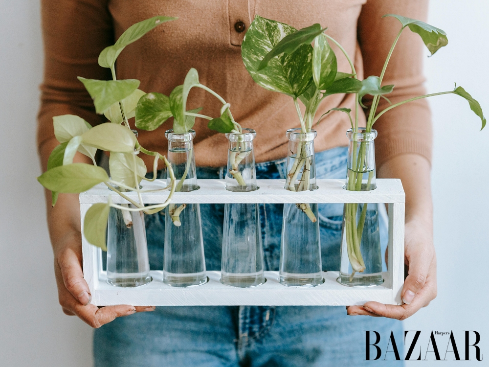 Lợi ích của cây trầu bà