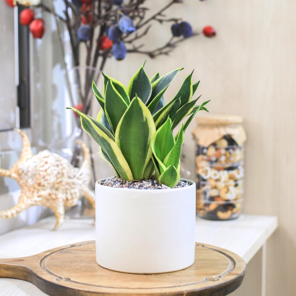 Cây lưỡi hổ trong phong thủy