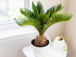 Tuổi Tỵ trồng cây gì hợp phong thủy?