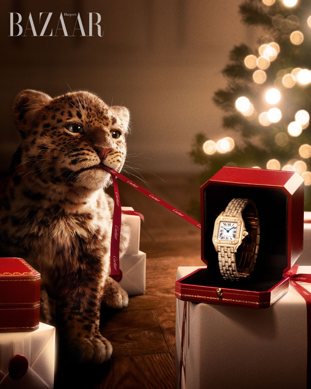 bzvn-cartier-festival-2025-4