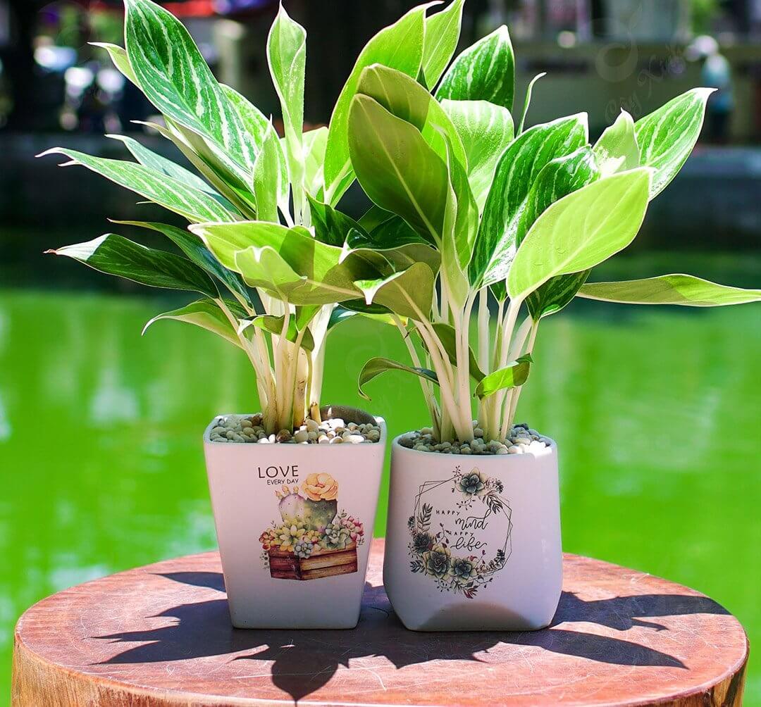 Người mệnh Kim trồng cây gì hợp phong thủy?