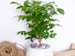 mệnh Kim trồng cây gì hợp phong thủy? Cây hạnh phúc