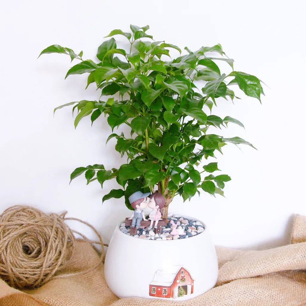 Cây hạnh phúc