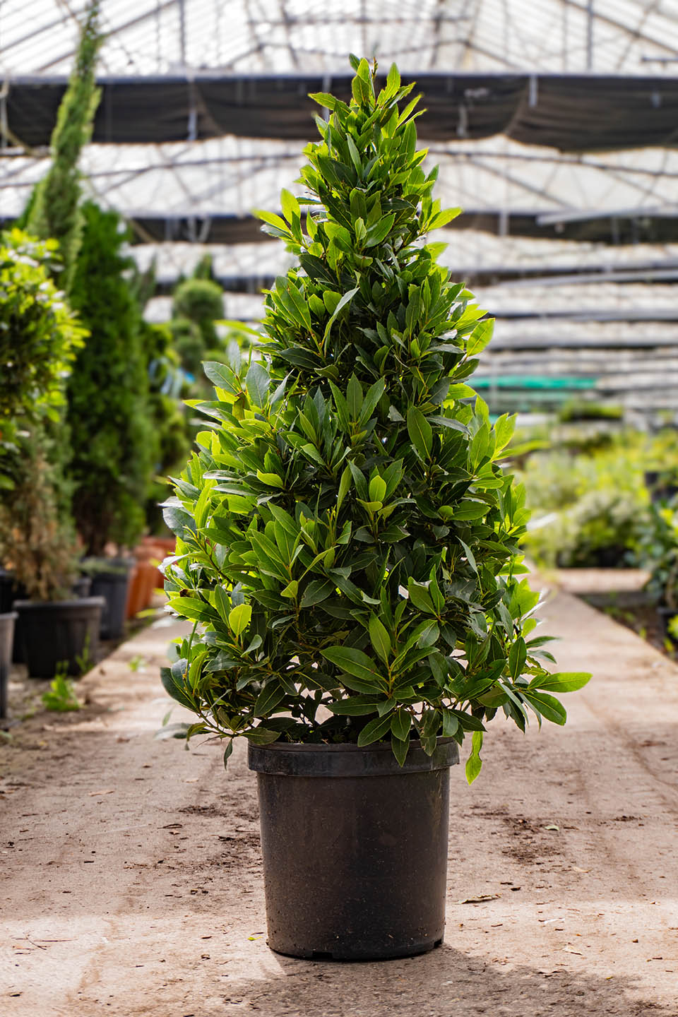 Laurus nobilis